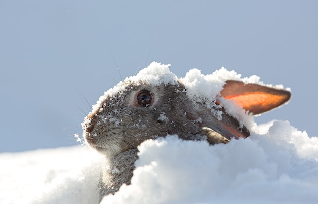 gray bunny ears in snow