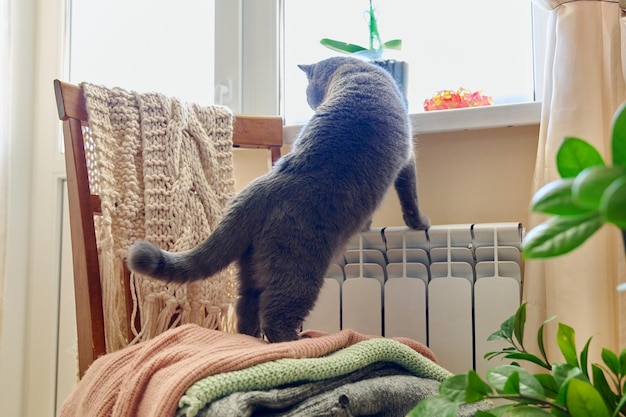 Gray cat basking near heating radiator looking out window