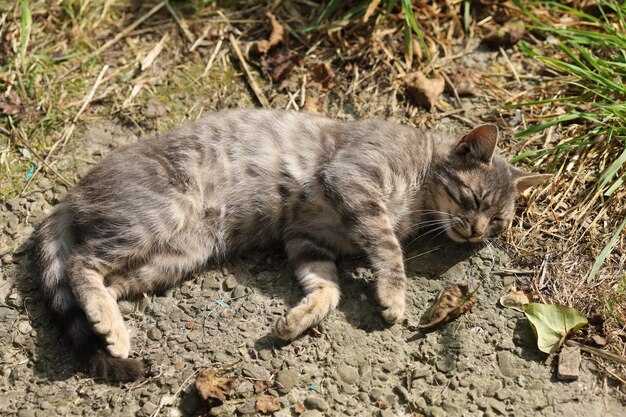 A gray cat basks in the sun