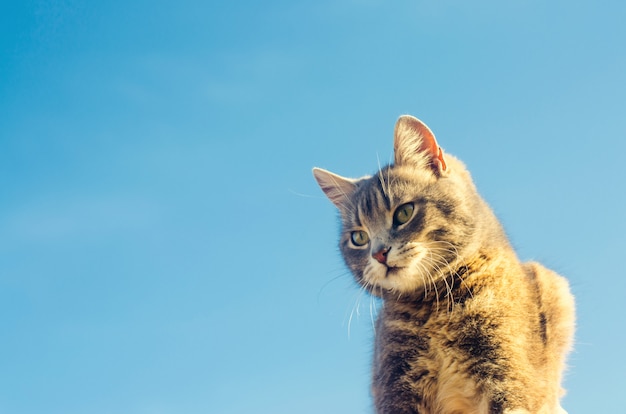 Gray cat on a blue background in sunlight. cat in the sky. a pet. beautiful kitten. 