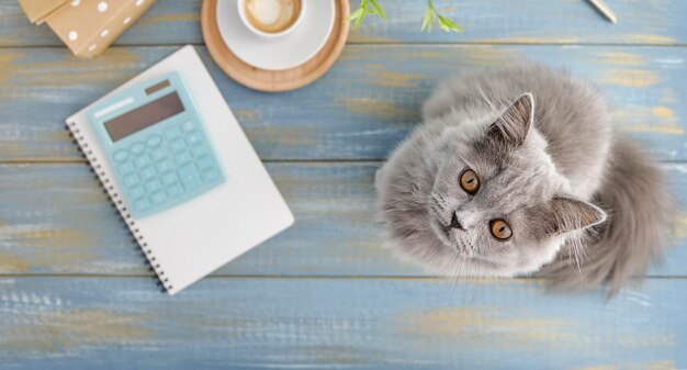 A gray cat of British breed sits on a desktop and looks at the camera Top view copy space