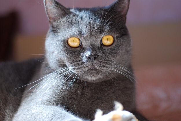 A gray cat of British or Scottish breed lies on the bed in the light from the window