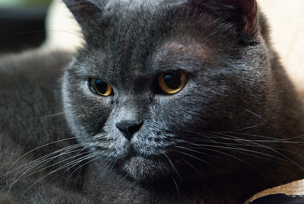 A gray cat of British or Scottish breed lies on the bed in the light from the window