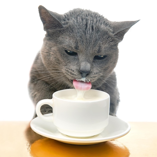 Gray cat drinks fresh milk from a white cup homemade breakfast concept with favorite animal