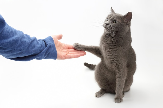 Gray cat gives a paw in the palm of the person