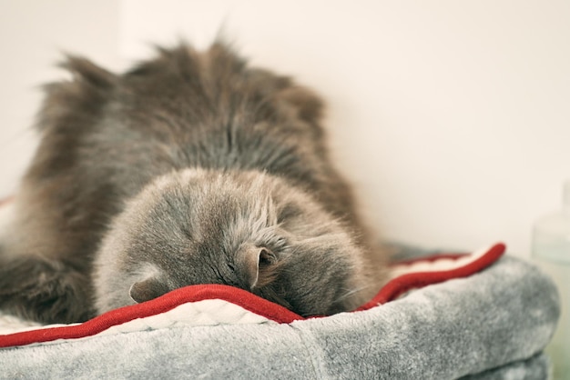 Gray cat has a sweet dream indoors Sleepy male cat Relaxed pet resting