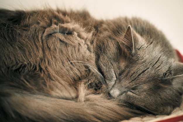 Gray cat has a sweet dream indoors Sleepy male cat Relaxed pet resting