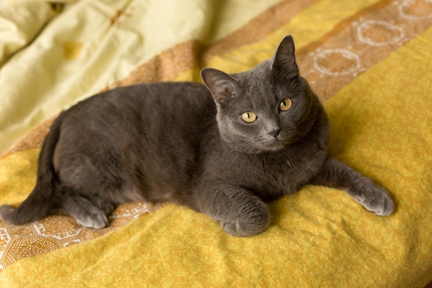 A gray cat is laying on a bed