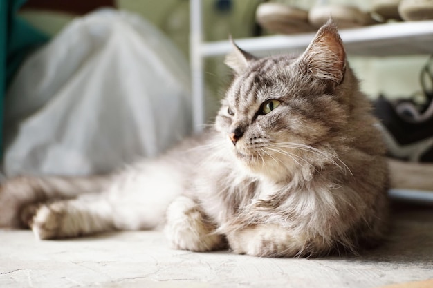 A gray cat is laying on a white floor.