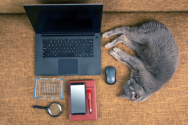 Gray cat is resting on a sofa near a laptop and a computer mouse