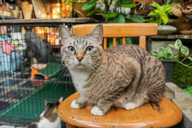 The gray cat is sitting and looking out to the outside looks very cute.