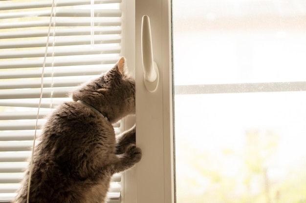 A gray cat is standing near the window and trying to get out into the street