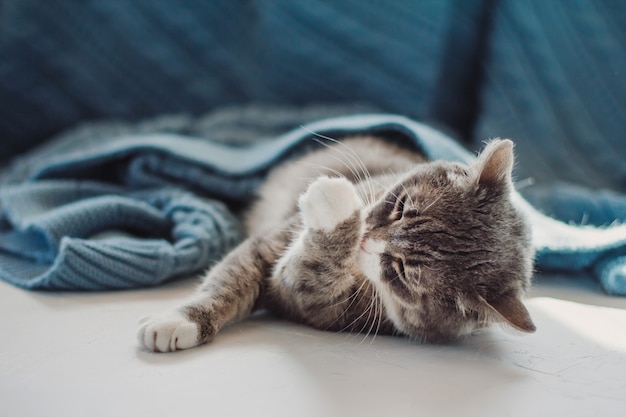 A gray cat lies under a blue blanket and licks its paw.