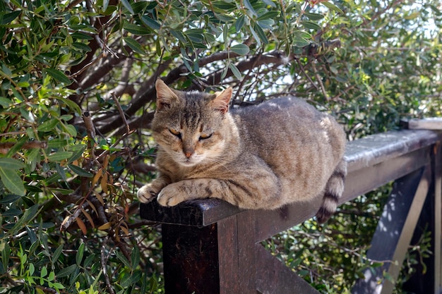 Gray cat lies on the fence closeup