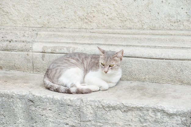 A gray cat lies next to a wall