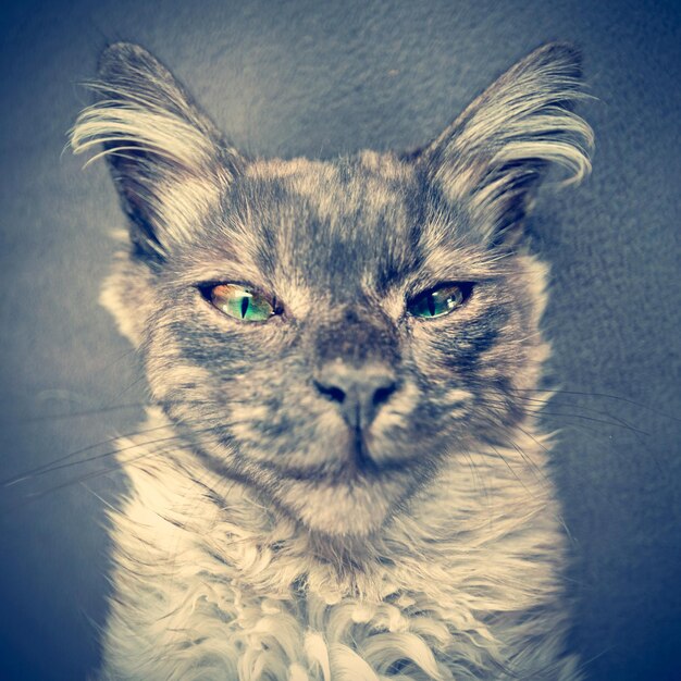 Gray cat looking at the camera portrait closeup