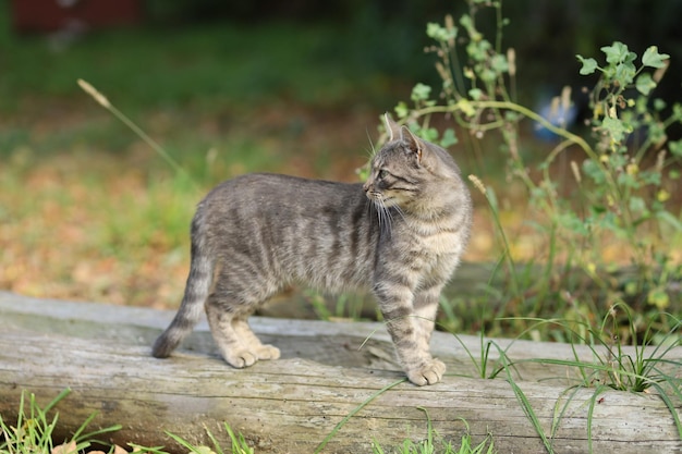 A gray cat looks back in the summer