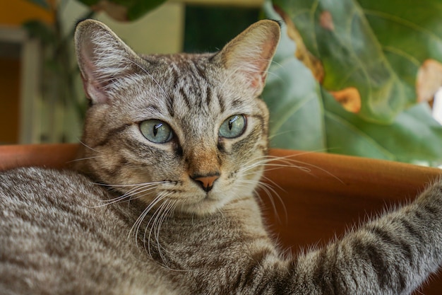 A gray cat lying in the bath, looking at a distance.