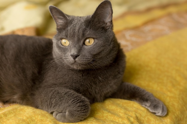 gray cat lying on the bed