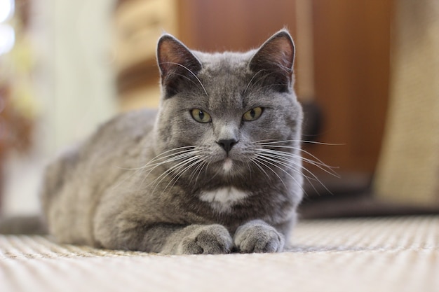 Gray cat lying on the floor