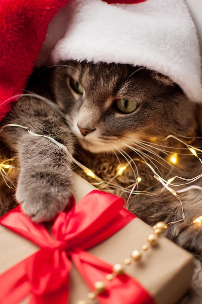 A gray cat in a red Christmas hat on a blurry background with a Christmas gift looks sideways