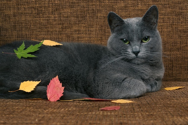 Gray cat resting on a couch covered in autumn leavesxA