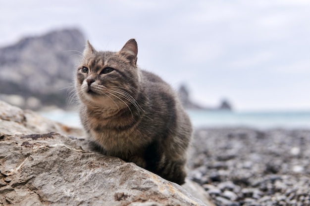 Gray cat sits on a stone close-up against the background of a blurred sea shore