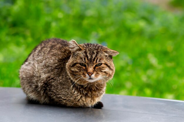 Gray cat sits on the street