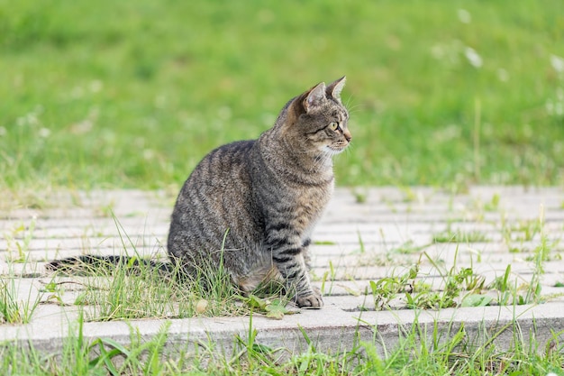 Gray cat sits on a walking path in the park and looks away