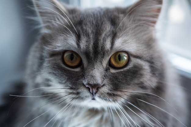 The gray cat sits on a window sill and looks around herself