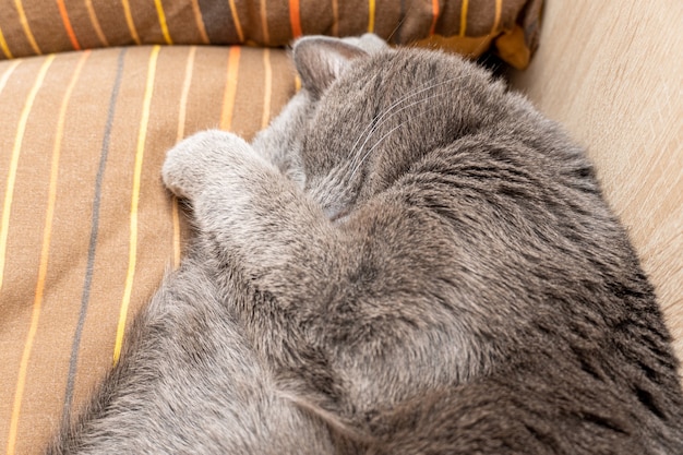 Gray cat sleeping curled up on pillows