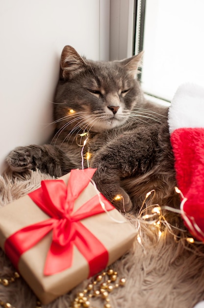 A gray cat sleeps by the window on a blurry background with a Christmas gift with a red ribbon and a garland