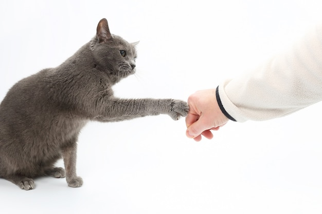 gray cat touches paw with claws the hand of the man