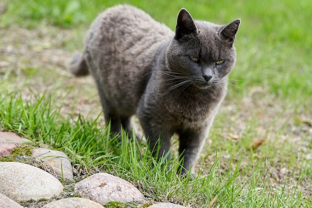 A gray cat walks on green grass on a summer day