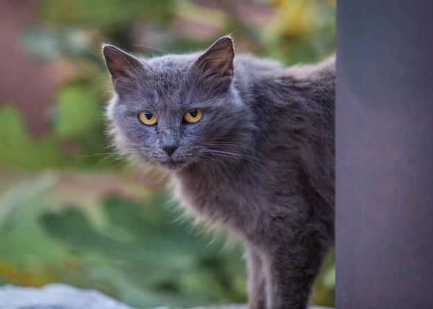 gray cat with beauty eyes