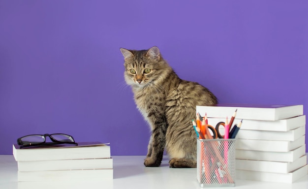 Gray cat with a bow tie on purple background near a stack of books Back to school studentcat and school supplies The concept of school study distance education online courses Selective focus