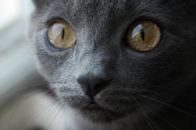 A gray cat with green eyes and a black nose.