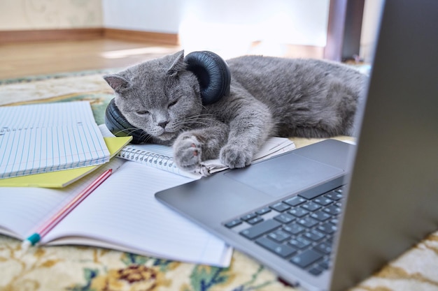 Gray cat with headphones sleeping lying on floor near laptop