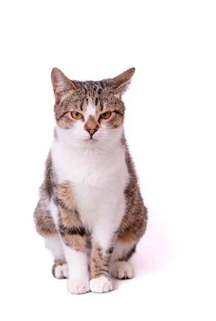 Gray cat with a mustache on a neutral white background.