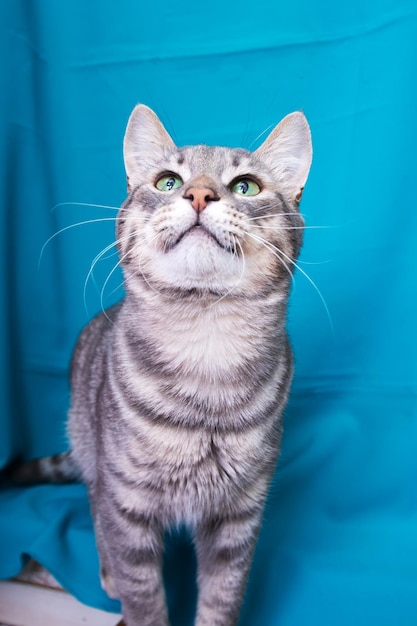 Gray cat with yellow eyes portrait on blue background