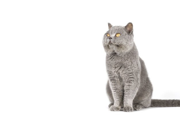 Gray cat with yellow eyes on a white isolated wall copy space.