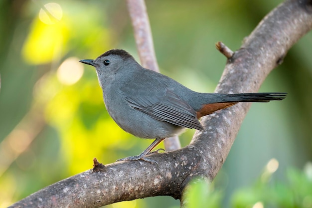 A Gray Catbird bird perched on a tree branch in summer Florida shrubs