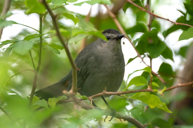 A Gray Catbird bird perched on a tree branch in summer Florida shrubs