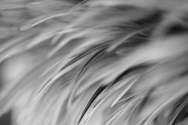 Photo gray chicken feathers in soft and blur style for background, black and white