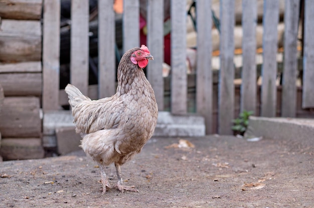 Gray chicken in the village against the background of the fence in the yard