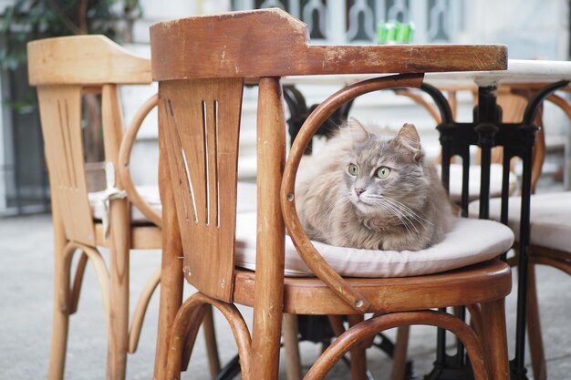 gray color cat sitting on a chair at istanbul cafe street