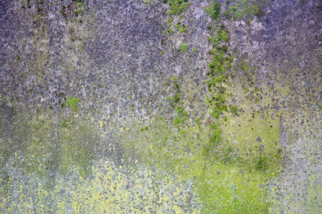 A gray concrete wall is covered with green and yellow lichen