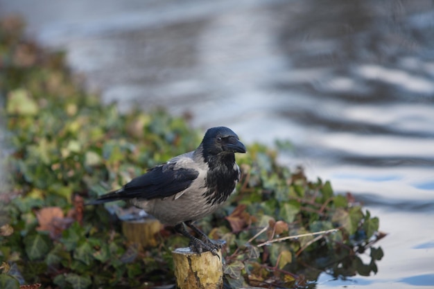 Gray crow sits near the river and looks into the distance