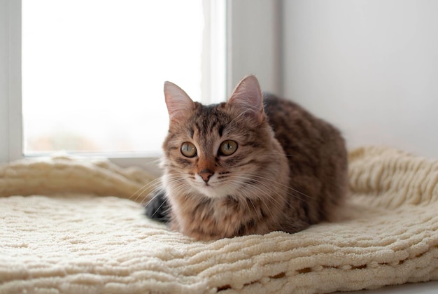 A gray cute fluffy cat is sitting on a knitted blanket on the windowsill In winter a gray cat sits on a wool blanket by the window