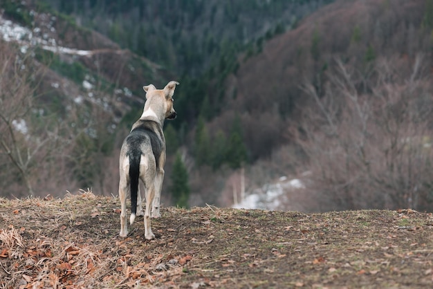 Gray dog stands on a hill and looks into the distance. Spring in the mountains